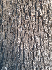 wood detail texture