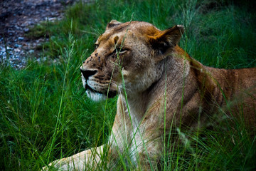 Lioness Head in South Africa (wild)
