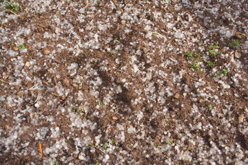 Top view of hailstones on brown ground. Springtime storm