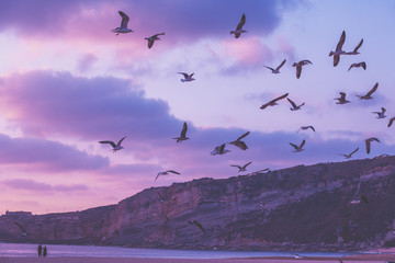 Sonnenuntergang über dem Meer. Möwen fliegen am Strand. Atlantik am Abend, Nazare, Portugal, Europa