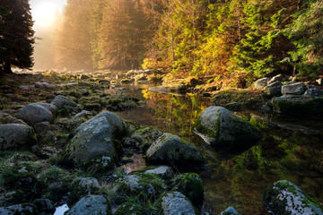 Morning in the forest. River flow through the forest and beams of sun penetrate to the deeps of forest.