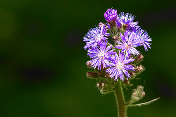 Purple flower alone in the garden