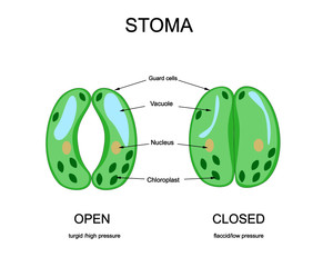 Stoma structure with opening and closing mechanism. ector diagram for educational, science and biological use