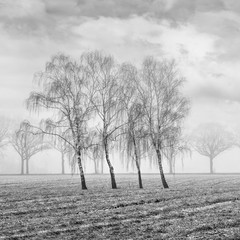 Misty agricultural scenery with beautiful shaped willow trees in a frozen field, Ravels, Flanders, Belgium.