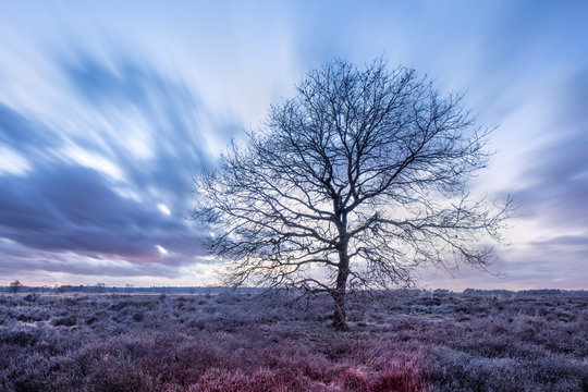 landscape with dramatic clouds and beautiful tree at untouched heath-land, The Netherlands