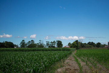 corn field