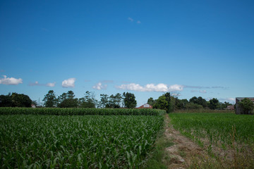 corn field