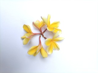 Fototapeta na wymiar Yellow flowers on a white background