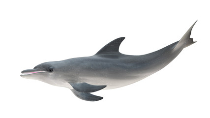 Isolated bottlenose dolphin tail up side profile view on white background cutout ready 3d rendering © bekirevren
