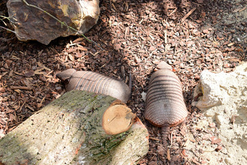 Beautiful of Six-banded Armadillo animal sleeping on the ground background in sunshine day at spring or summer season.
