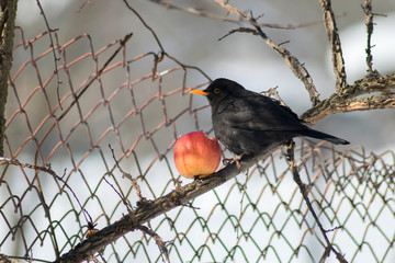 Blackbird sitting on branch and eating apple