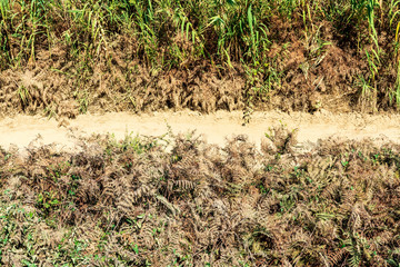 Beige background with dust path through withered wild grass. Different beauty of nature. Edgy floral pattern in Mediterranean island Corfu, Greece.