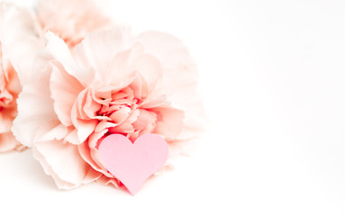 Pink clove isolated on white background with heart symbol of love