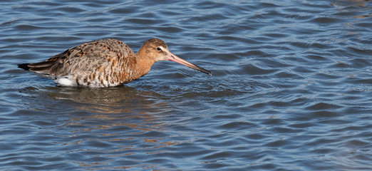 barge à queue noire
