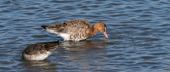 barge à queue noire