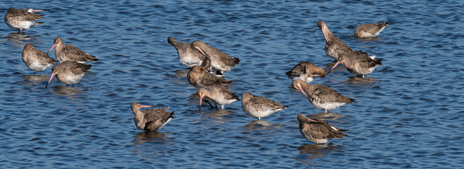 barge à queue noire