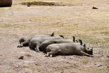 Gray Warthog (Phacochoerus Aethiopicus) is an African wild pig. They are sleeping on the dry ground with little grass background in sunshine day at spring or summer season.