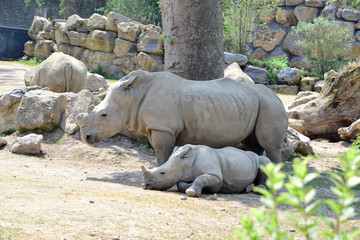 Closeup of Rhino or Rhinoceros standing and sleeping on the dry ground and little grass background in sunshine day at spring or summer season.