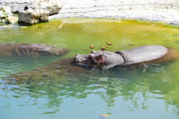 Fototapeta premium Closeup of hippopotamus or hippo sleeping and relaxing in water pond with family in the park , look so happy and very cute with sunshine day ,good weather at spring or summer season at Belgium country