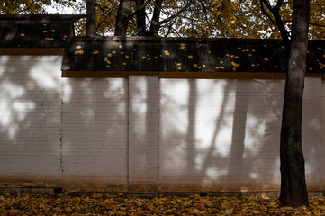 yellow linden leaves and black tree trunk in the park on a background of a white brick wall in autumn