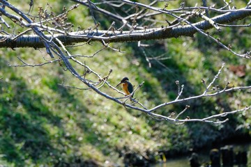 kingfisher is on branch