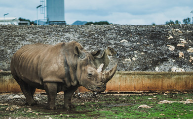 Naklejka premium Rhino in the nature zoo.