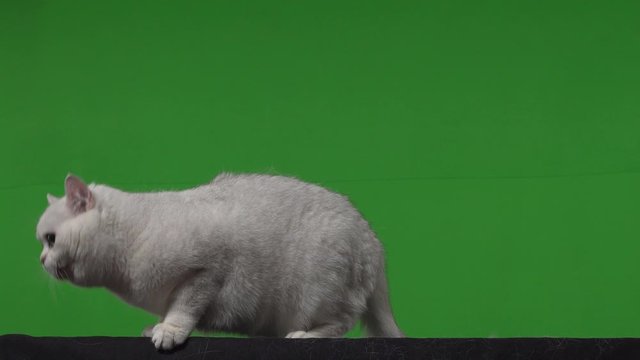Cat green screen