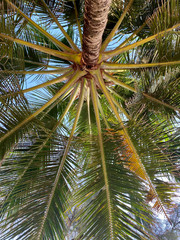 Kokospalme, Froschperspektive