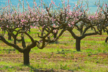 Peach orchard