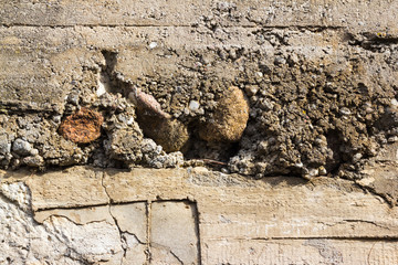 Fototapeta premium Texture of rough clay stucco of gray color with stones.