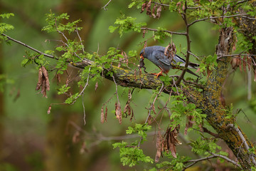 Red-footed Kestrel - Falco vespertinus, beautiful Kestrel from South European forests and woodlands, Hortobagy, Hungary.