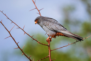 Red-footed Kestrel - Falco vespertinus, beautiful Kestrel from South European forests and...
