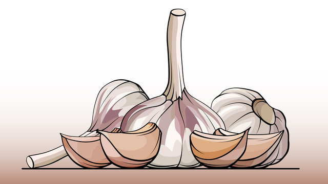 Vector Simple Illustration A Group Of Bulb Garlic With Cloves On A Line (side View).