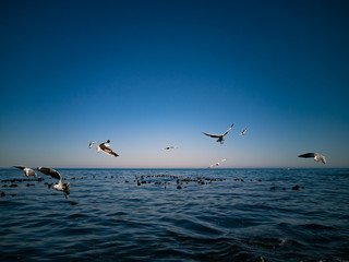 Cape Gulls (seagull) Flying over sea