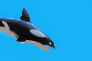 Obraz premium grampus mammal on the left jumps in blue background, World Whale and Dolphin Day