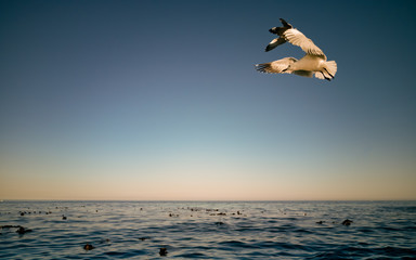 Cape Gulls (seagull) Flying over sea