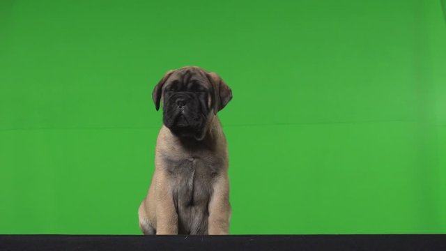 Dog pug green screen