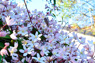 Clematis armandii 'Apple blossom', pink flowers, green leaves and nature background, chlorophyll with sunshine, good weather at spring or summer season.