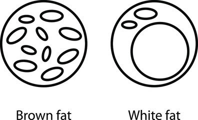 Brown Beige And White Fat Cells icon