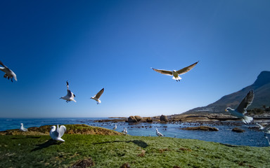 Cape Gulls (seagull) Flying over sea