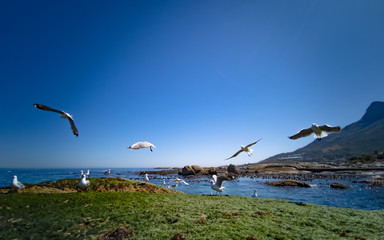 Fototapeta premium Cape Gulls (seagull) Flying over sea