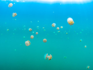 タコクラゲ