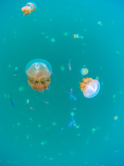 タコクラゲ