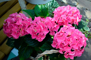 Obraz premium Closeup beautiful pink Hortensia flowers or Hydrangea blossom and green leaves chlorophyll with sunshine, spring flowers background, good weather at spring or summer season.