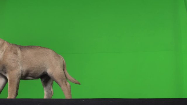 Dog pug green screen