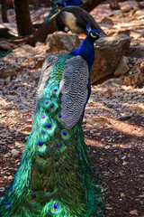 Obraz premium Peacock 