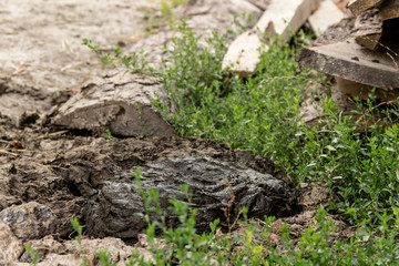Dirty and smelly cow manure in the grass.