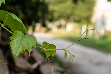 Beautiful bright green vine leaves close-up, sunny day