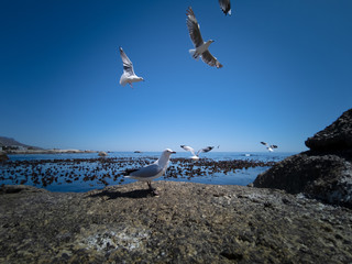 Cape Gulls (seagull) Flying over sea