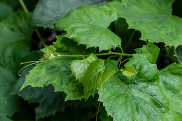 Beautiful bright green vine leaves close-up, sunny day